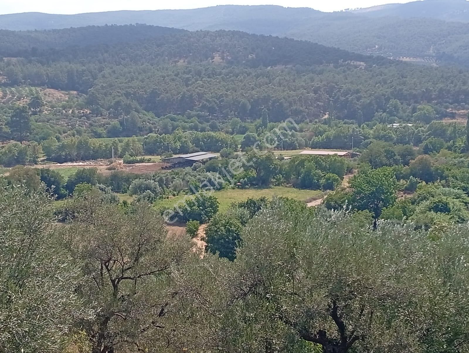 Karacasu Yenice Asfalt Yol Kenarı Zeytinlik 7.238 M2 - Görsel 12