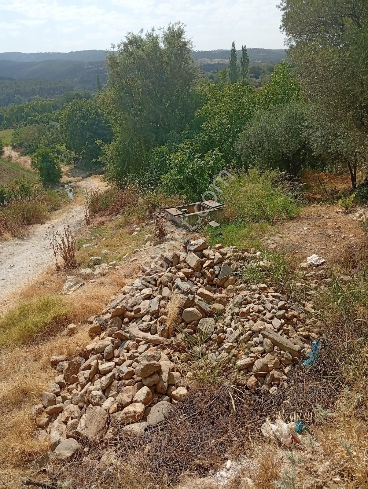 Karacasu Yenice Asfalt Yol Kenarı Zeytinlik 7.238 M2 - Görsel 13