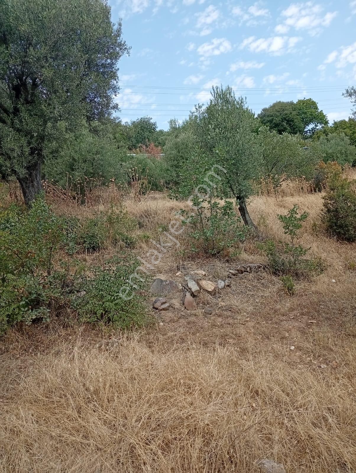 Karacasu Yenice Asfalt Yol Kenarı Zeytinlik 7.238 M2 - Görsel 16