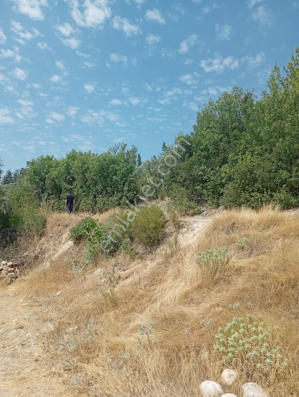 Karacasu Yenice Asfalt Yol Kenarı Zeytinlik 7.238 M2 - Görsel 8