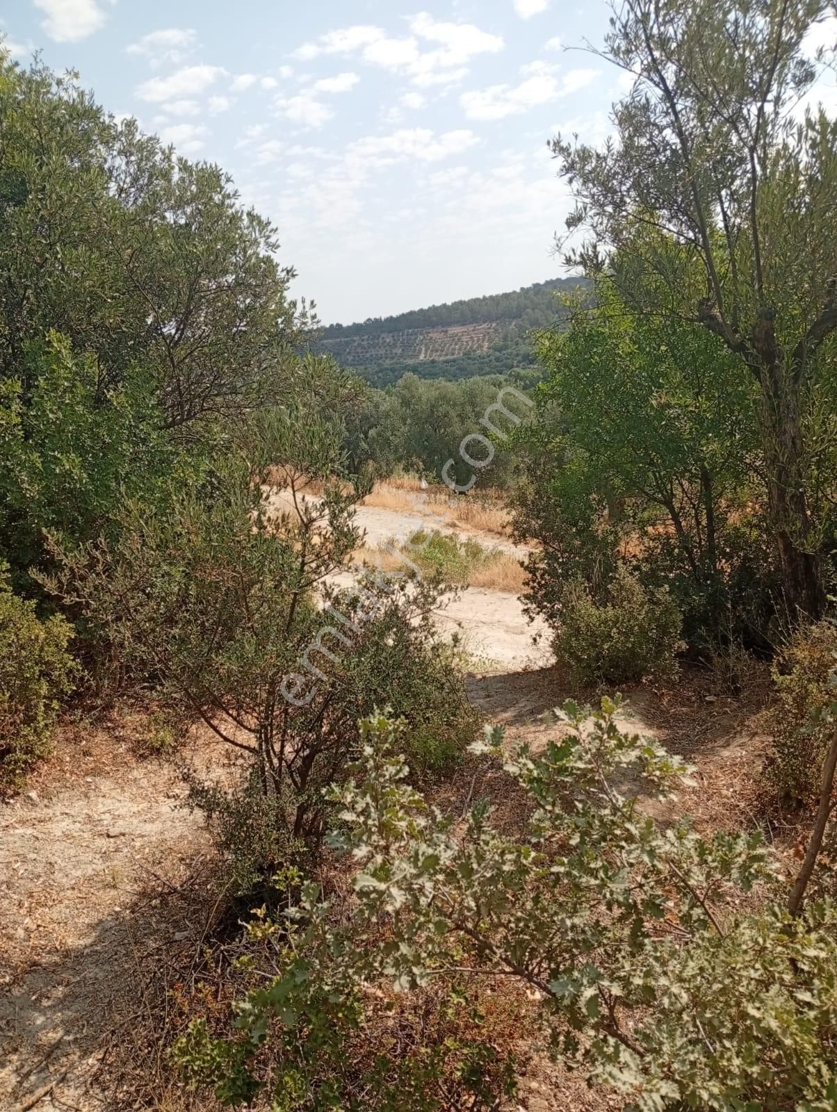 Karacasu Yenice Asfalt Yol Kenarı Zeytinlik 7.238 M2 - Görsel 6