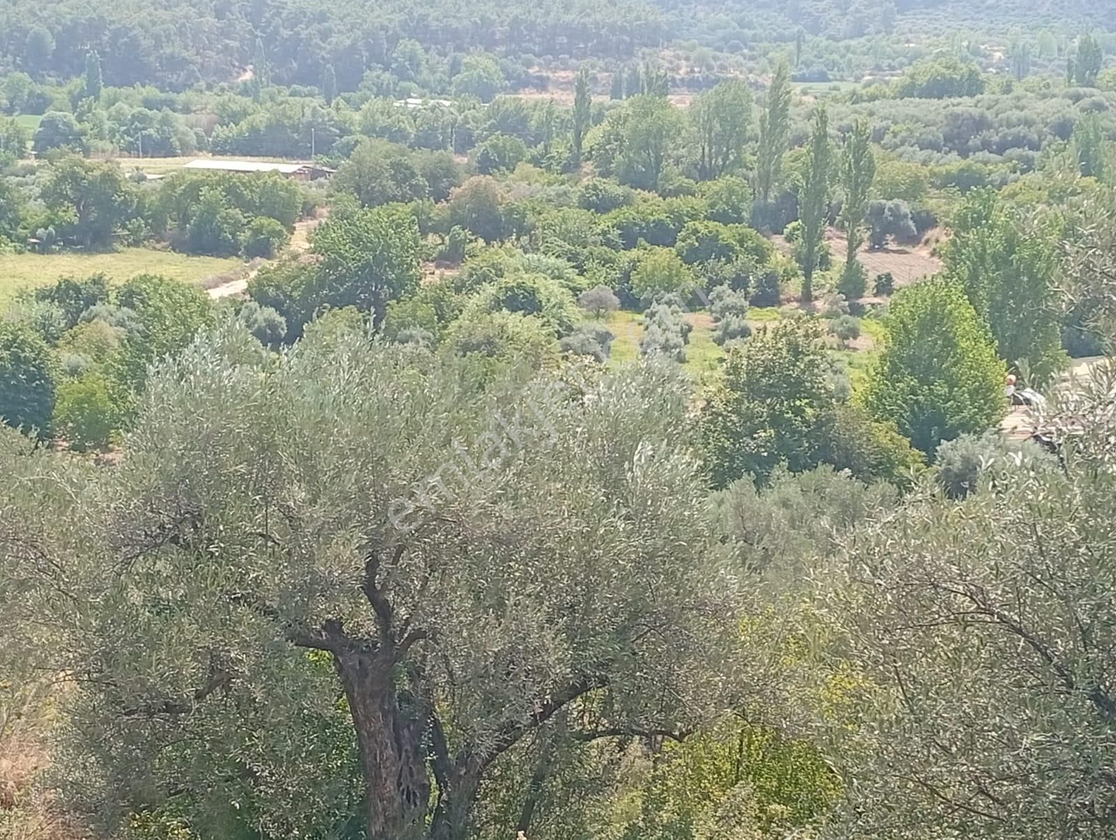 Karacasu Yenice Asfalt Yol Kenarı Zeytinlik 7.238 M2