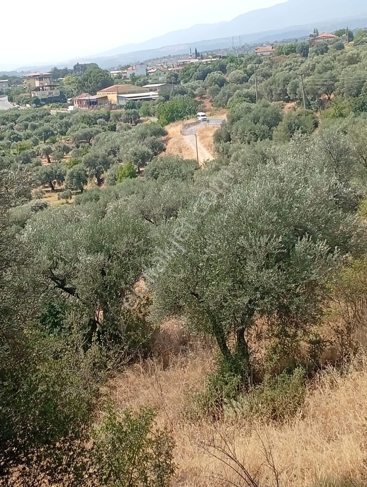 Karacasu Yenice Asfalt Yol Kenarı Zeytinlik 7.238 M2 - Görsel 3