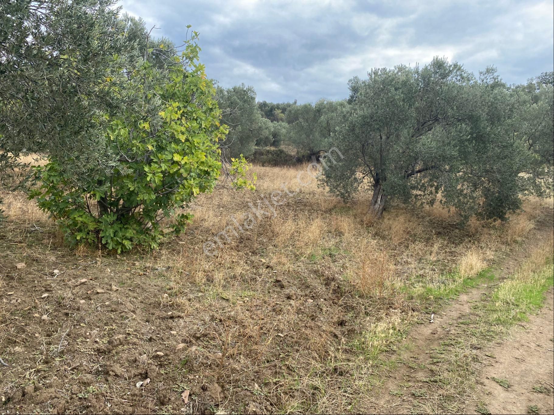 Sahibinden Köy İçi Havran Sarnıç 3225m2 Zeytinlik - Görsel 17