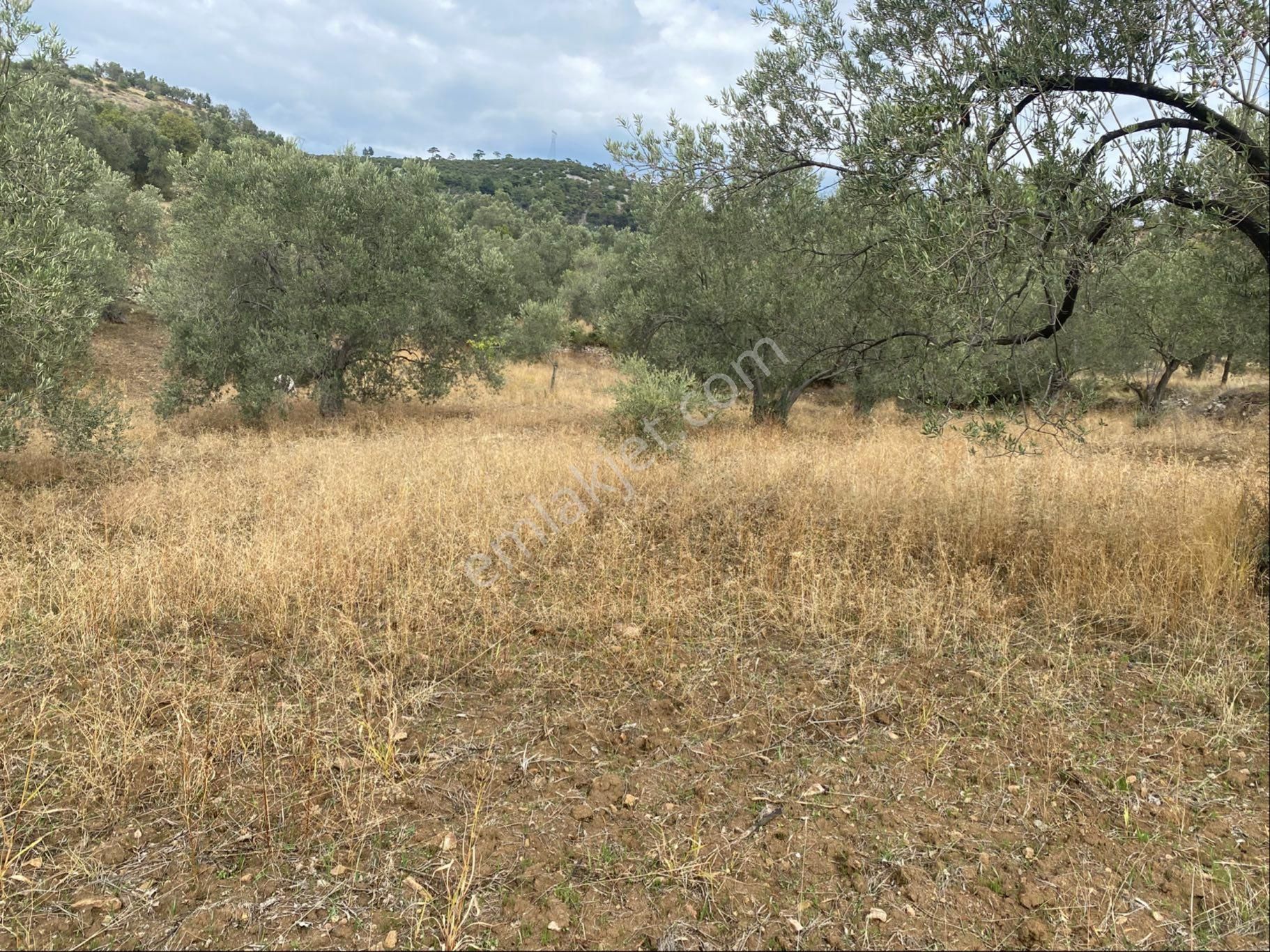 Sahibinden Köy İçi Havran Sarnıç 3225m2 Zeytinlik - Görsel 3