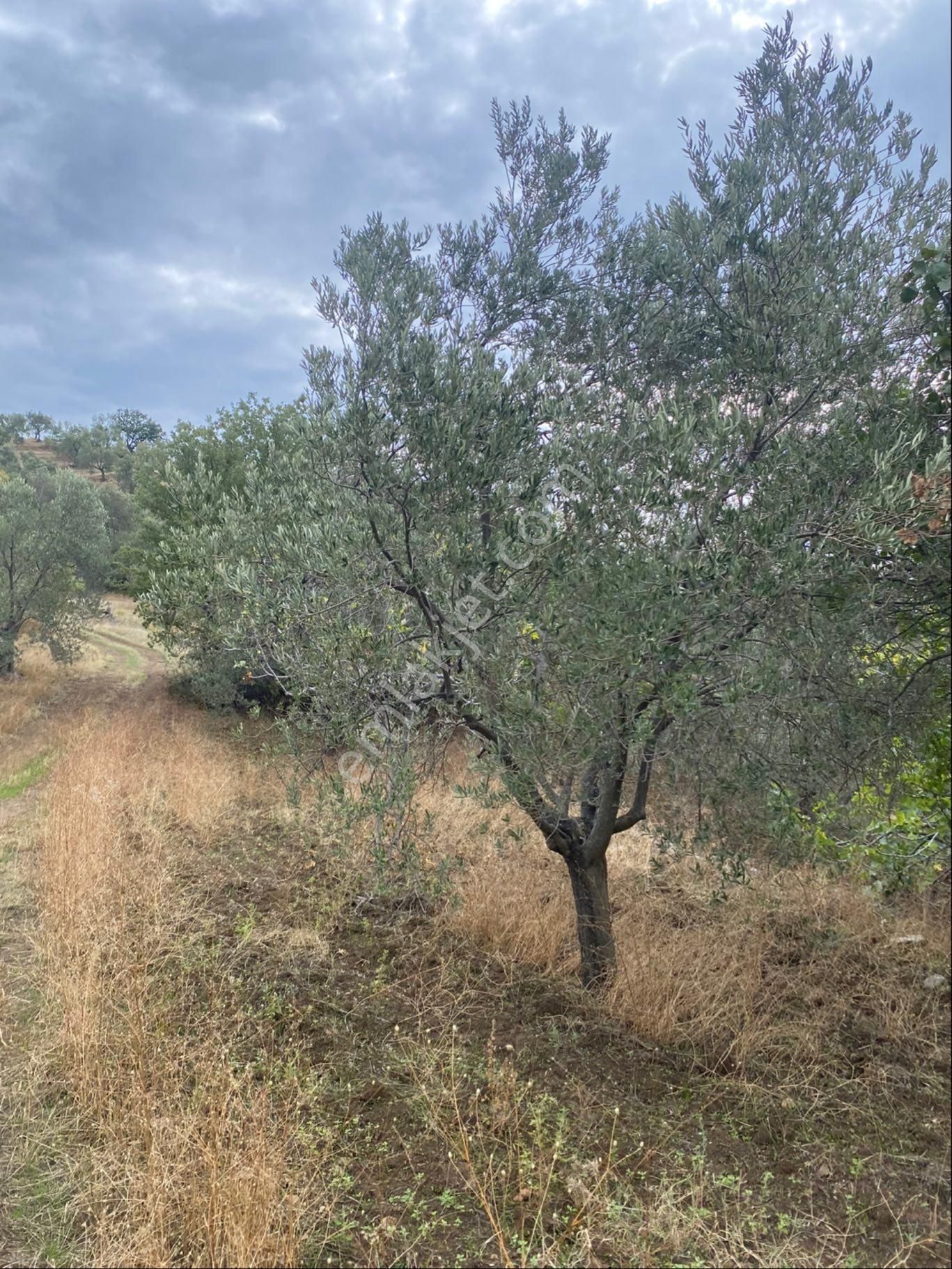 Sahibinden Köy İçi Havran Sarnıç 3225m2 Zeytinlik - Görsel 6