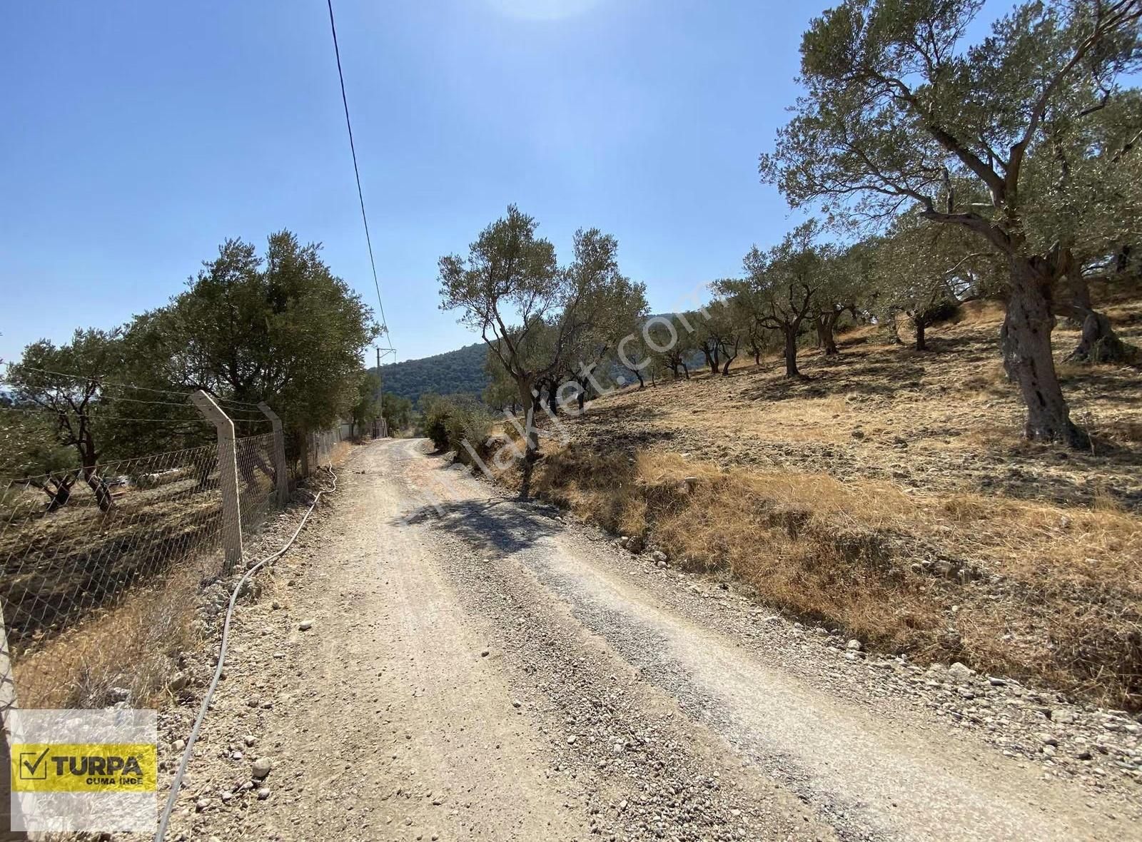 Dağkızılca'da 5883 M2 Zeytinlik Bağ Bahçe - Görsel 6