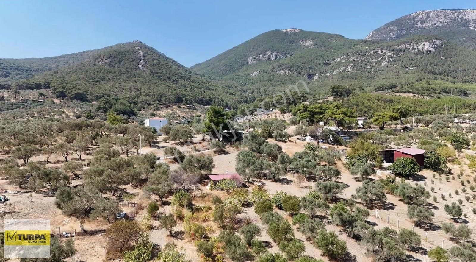 Dağkızılca'da 5883 M2 Zeytinlik Bağ Bahçe - Görsel 11
