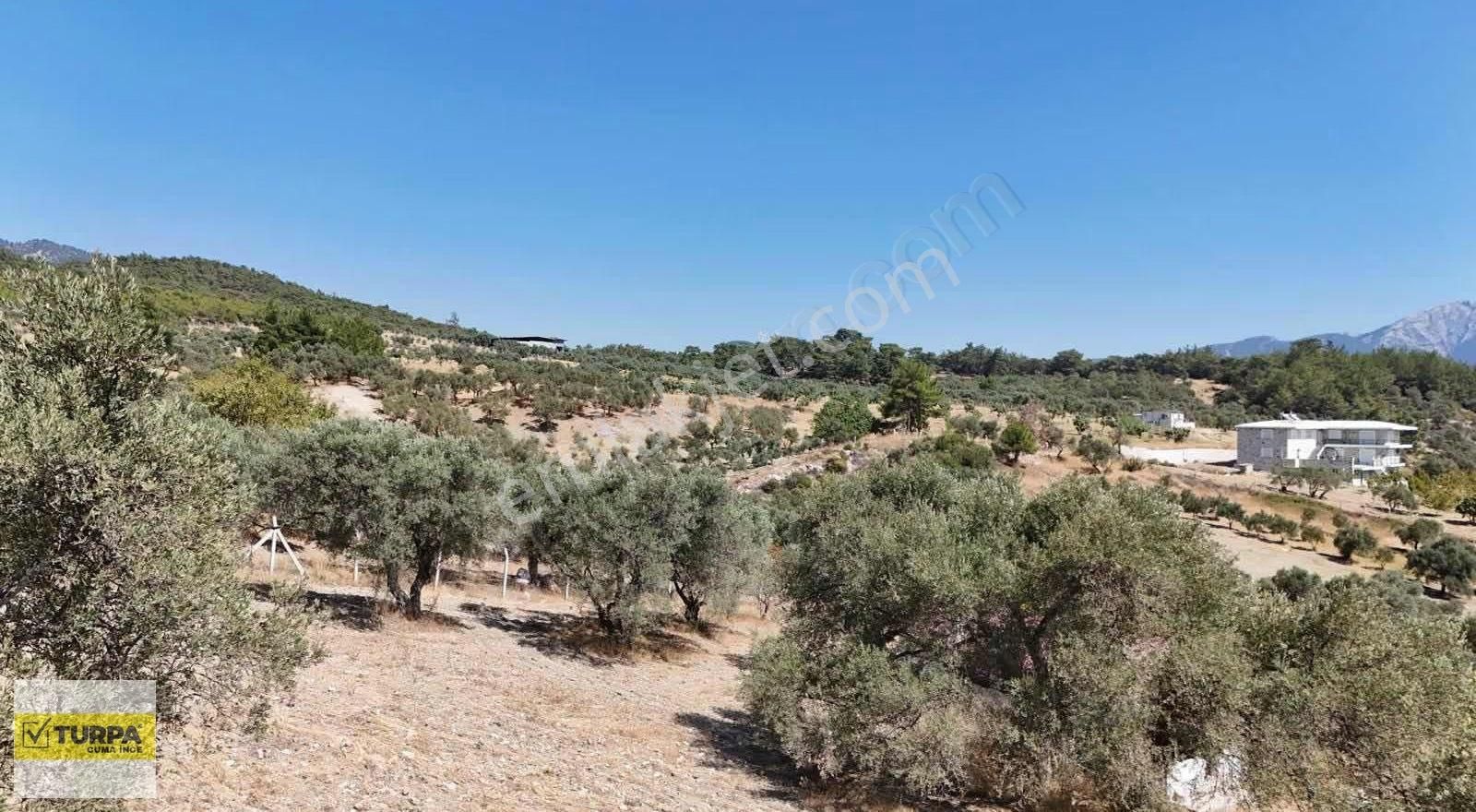 Dağkızılca'da 5883 M2 Zeytinlik Bağ Bahçe - Görsel 9