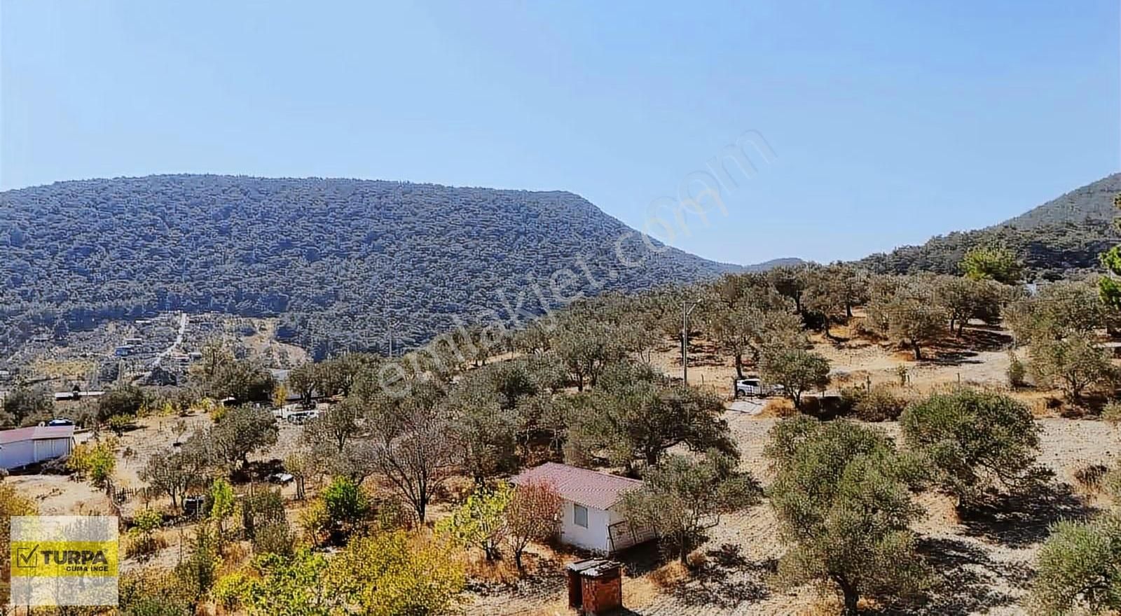 Dağkızılca'da 5883 M2 Zeytinlik Bağ Bahçe - Görsel 23