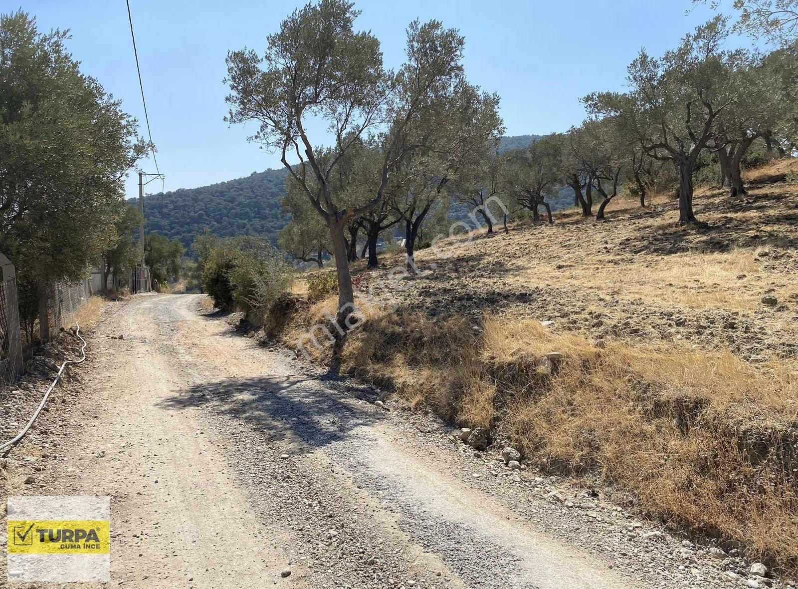 Dağkızılca'da 5883 M2 Zeytinlik Bağ Bahçe - Görsel 3