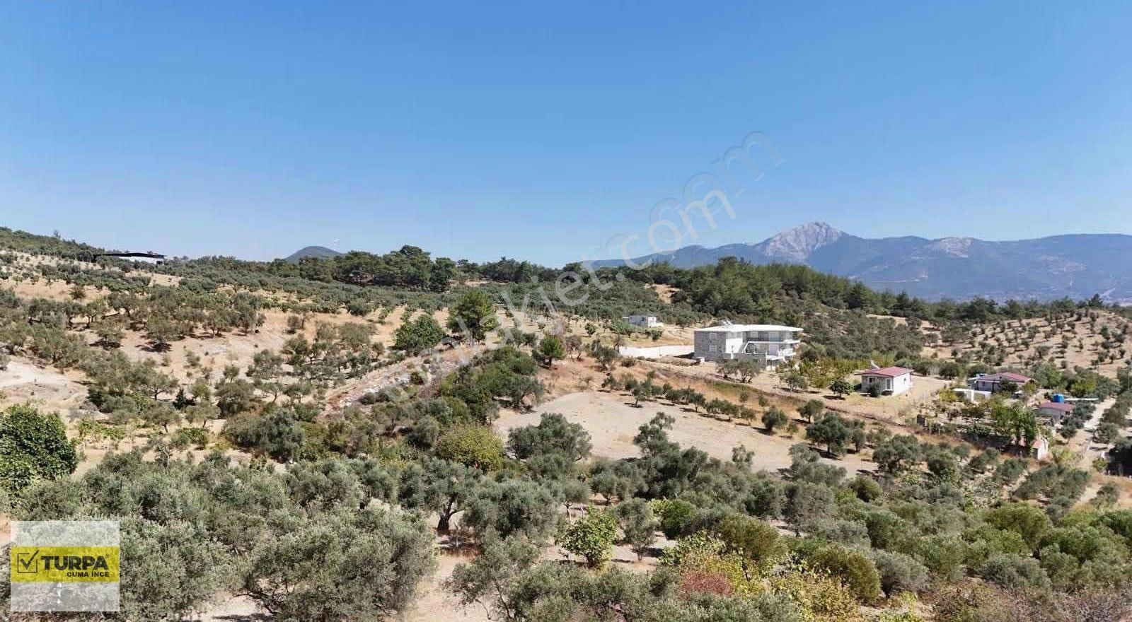 Dağkızılca'da 5883 M2 Zeytinlik Bağ Bahçe - Görsel 2