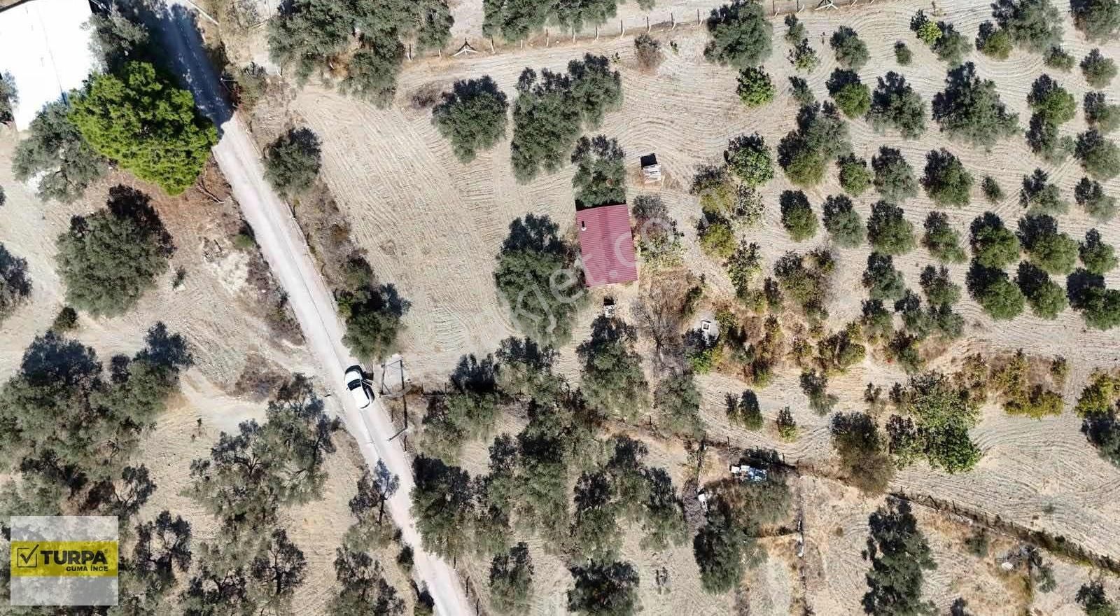 Dağkızılca'da 5883 M2 Zeytinlik Bağ Bahçe - Görsel 13