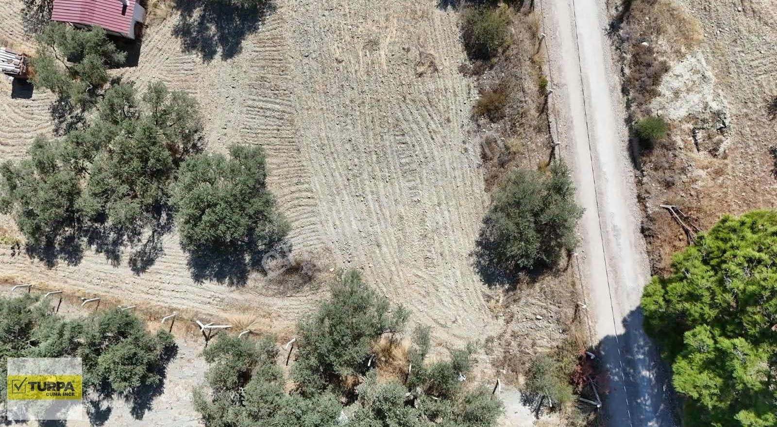 Dağkızılca'da 5883 M2 Zeytinlik Bağ Bahçe - Görsel 16
