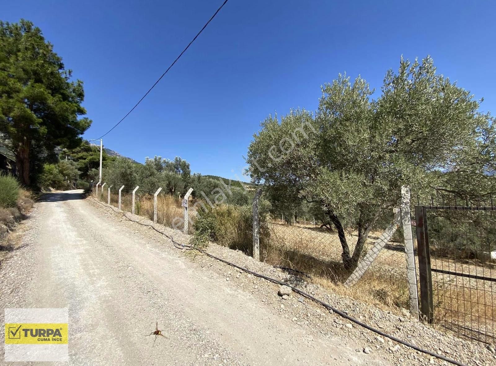 Dağkızılca'da 5883 M2 Zeytinlik Bağ Bahçe - Görsel 14
