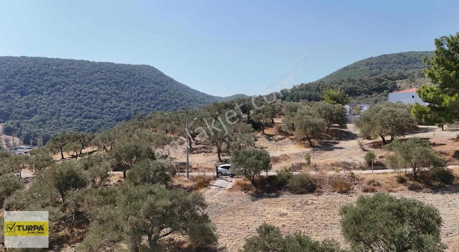 Dağkızılca'da 5883 M2 Zeytinlik Bağ Bahçe - Görsel 17