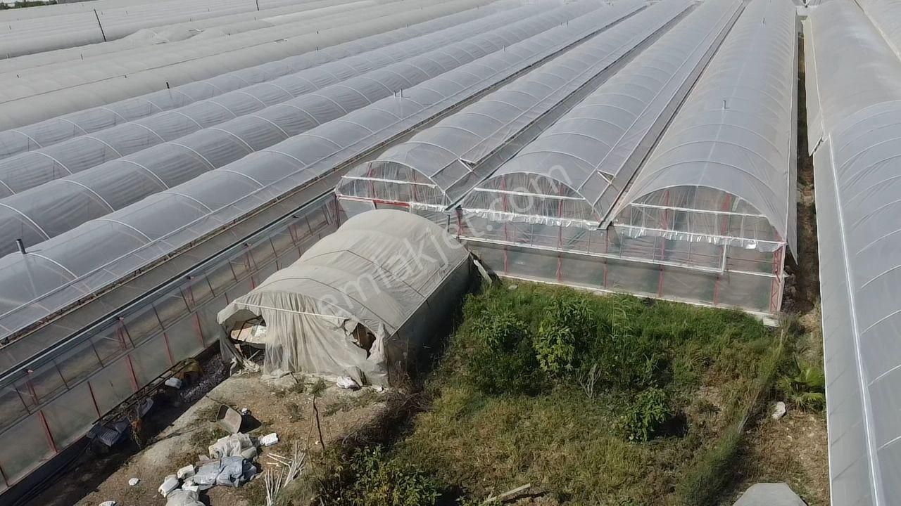 Uğur'dan Karadere Mah. Satılık 4065m2 İçerisinde 3 Dönüm Sera - Görsel 2