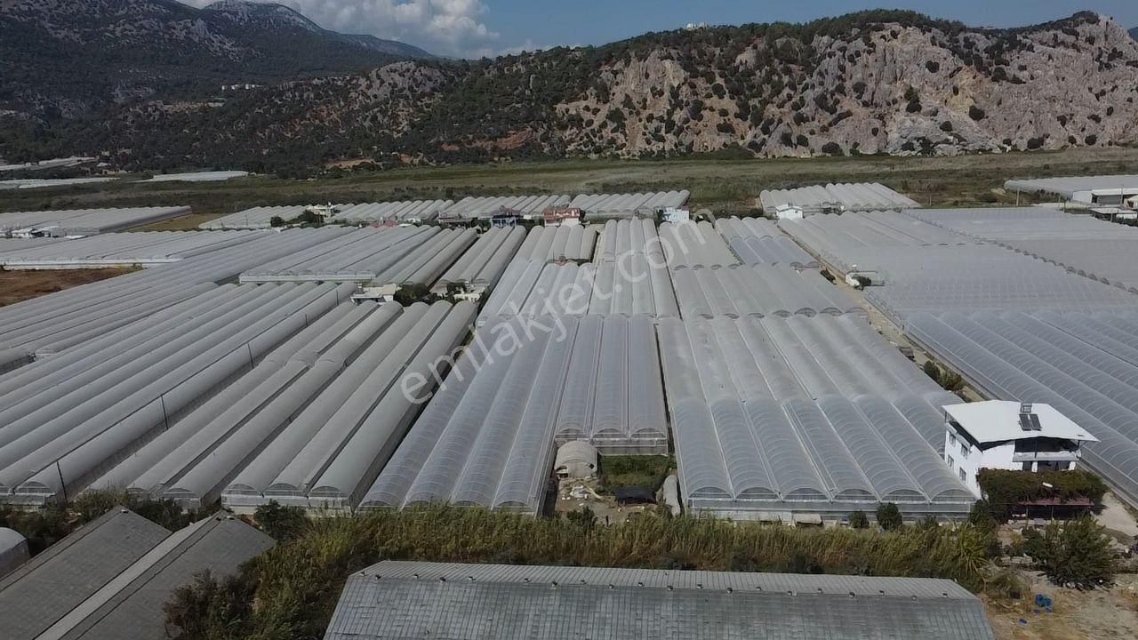 Uğur'dan Karadere Mah. Satılık 4065m2 İçerisinde 3 Dönüm Sera - Görsel 28