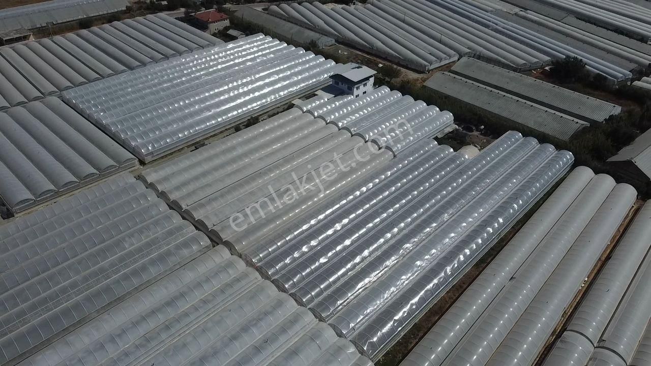 Uğur'dan Karadere Mah. Satılık 4065m2 İçerisinde 3 Dönüm Sera - Görsel 11