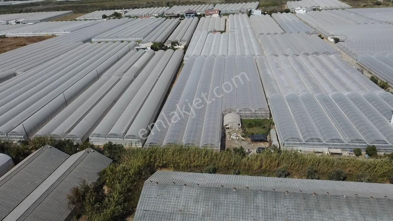 Uğur'dan Karadere Mah. Satılık 4065m2 İçerisinde 3 Dönüm Sera - Görsel 26