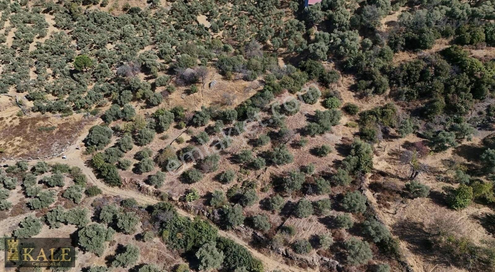 Kale'den Panoramik Tire Manzaralı Muhteşem Zeytinlik - Görsel 2