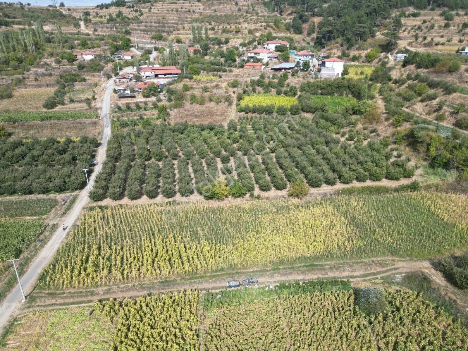 Mirac Emlaktan Buldan Yaylada 4 Dönüm Arazimiz Satılıktır - Görsel 4