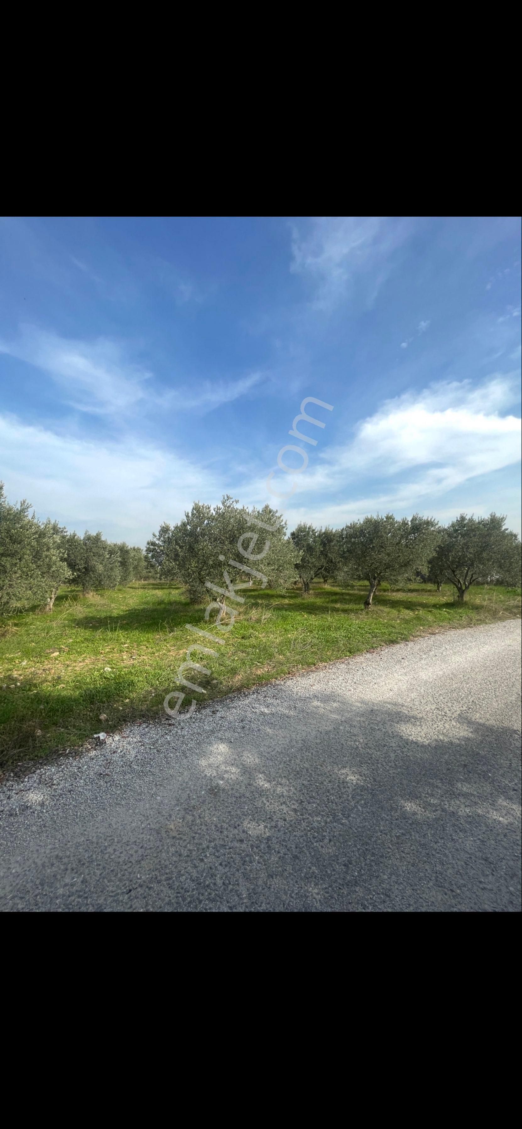 Sahibinden Saipler De Yatırımlık Yer - Görsel 4