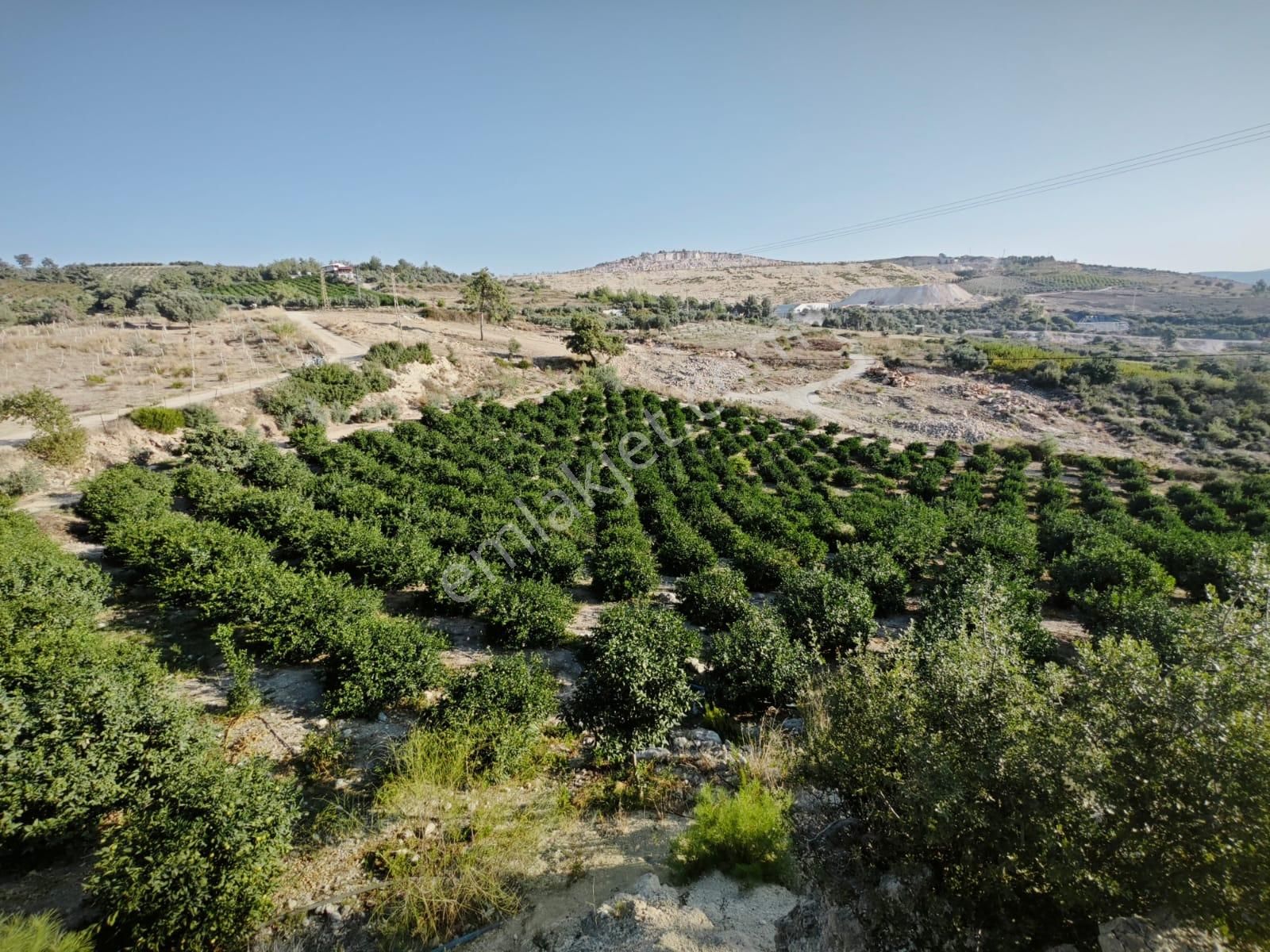 Fa Emlaktan Tarsus Karadikende 23.200m2 Satılık Limon Bahçesi - Görsel 2