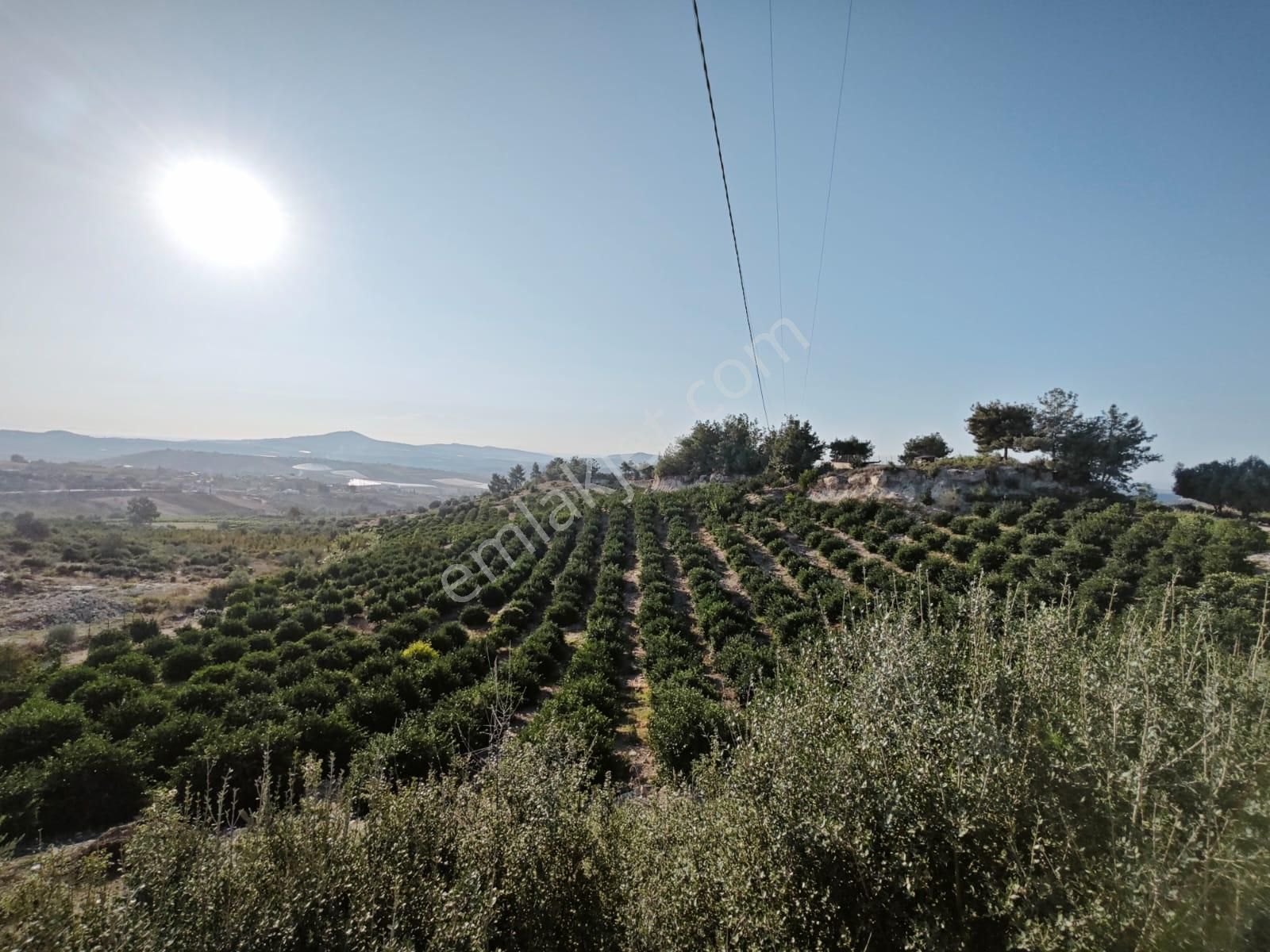 Fa Emlaktan Tarsus Karadikende 23.200m2 Satılık Limon Bahçesi