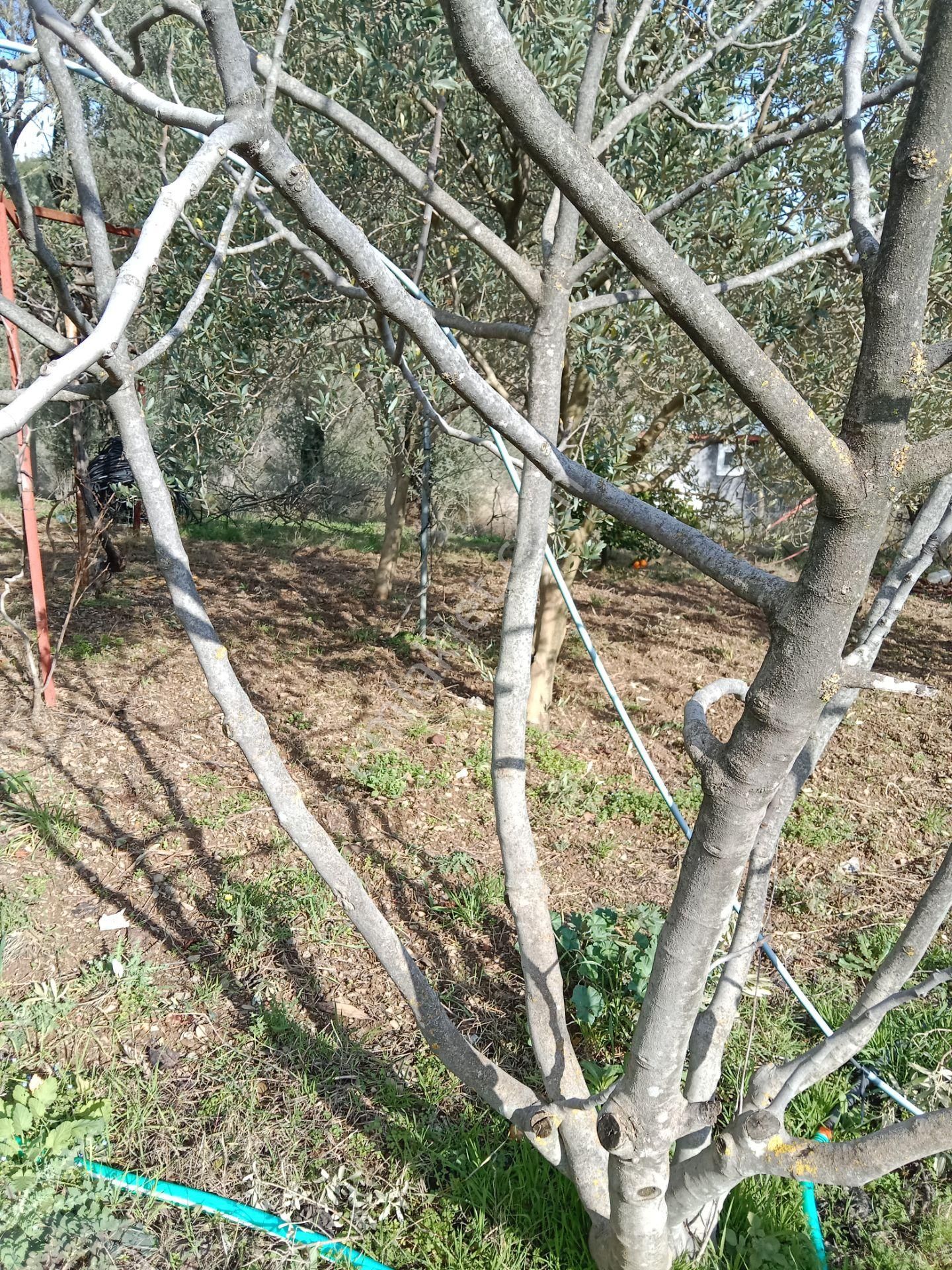 Menderes Catalca Mah Bakımlı Bahce - Görsel 12