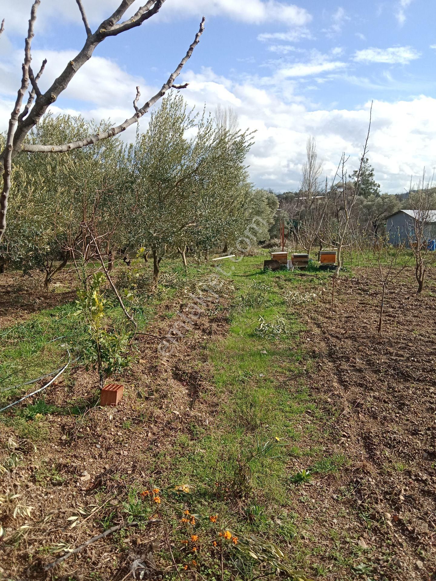 Menderes Catalca Mah Bakımlı Bahce - Görsel 7