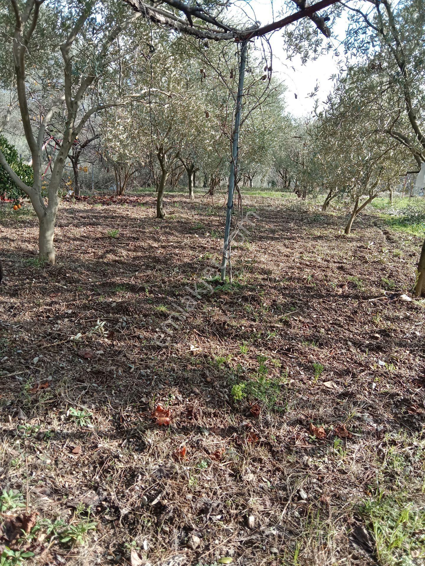 Menderes Catalca Mah Bakımlı Bahce - Görsel 6