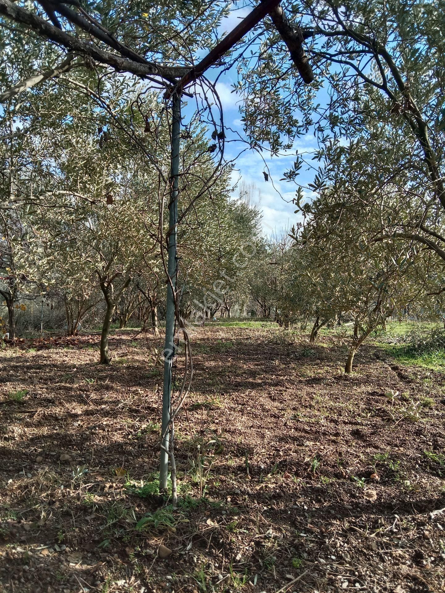 Menderes Catalca Mah Bakımlı Bahce - Görsel 14