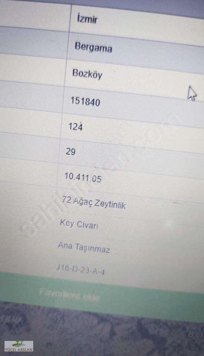 Bergama Bozköy De Satılık Zeytinlik - Görsel 3
