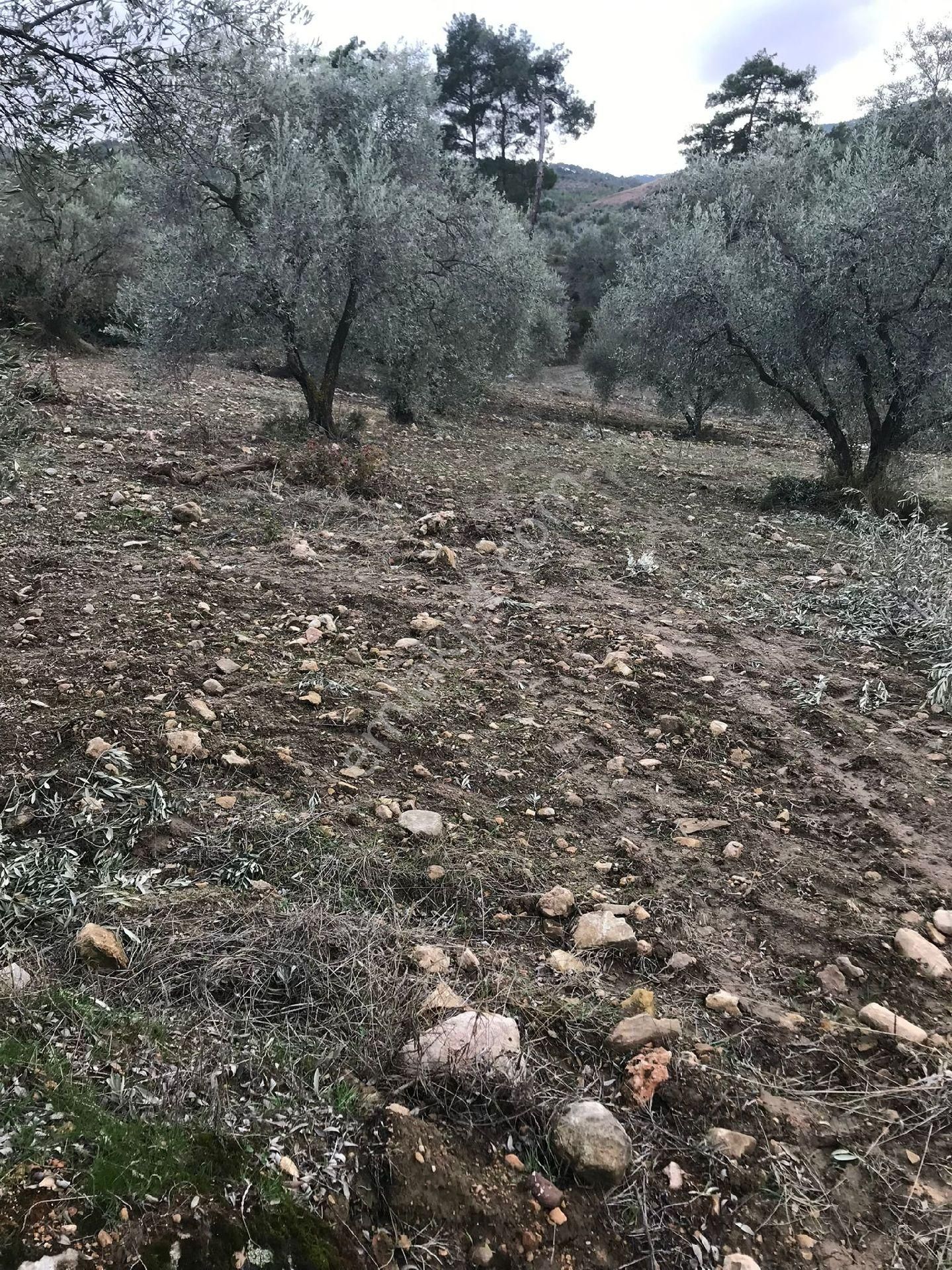 Bozdoğan Körteke  Mahallesinde Satılık Verimli Zeytinlik  - Görsel 14