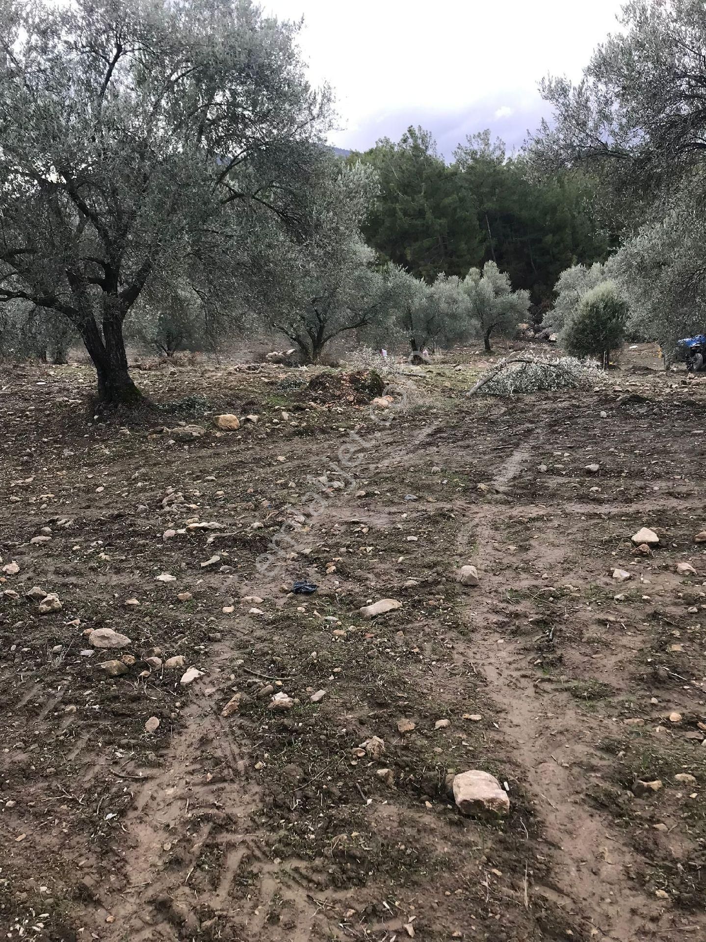 Bozdoğan Körteke  Mahallesinde Satılık Verimli Zeytinlik  - Görsel 9