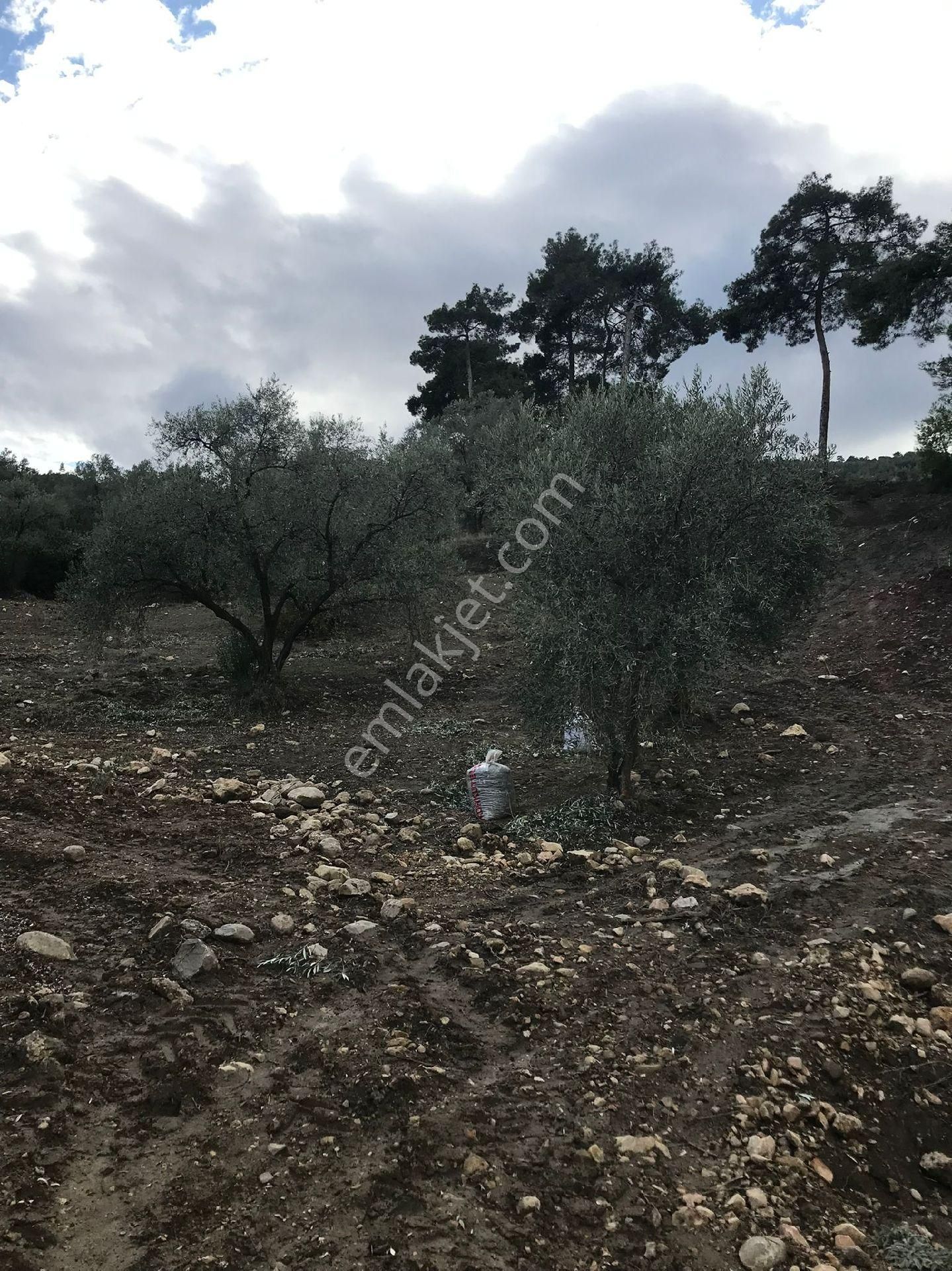 Bozdoğan Körteke  Mahallesinde Satılık Verimli Zeytinlik  - Görsel 7