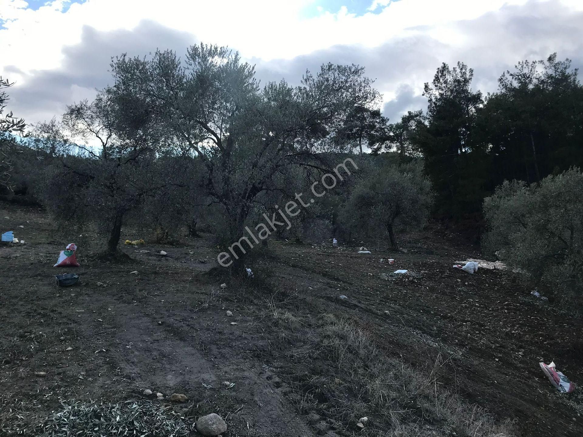Bozdoğan Körteke  Mahallesinde Satılık Verimli Zeytinlik  - Görsel 17