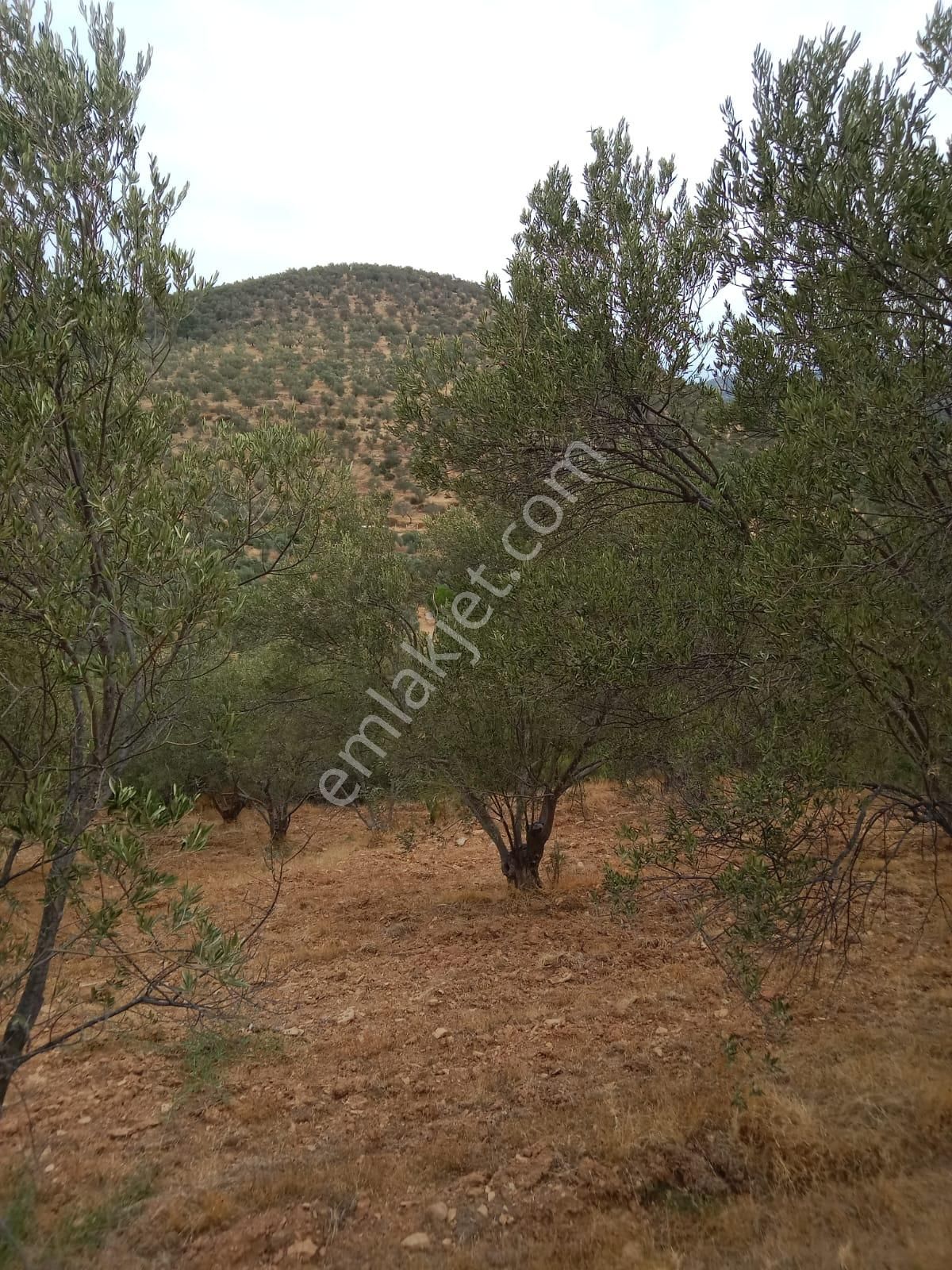 Hisar Mah Anayola Bit Parsel 50 Metre Uzaklıkta 3350 Metre Kare Satılık Zeytinlik - Görsel 4