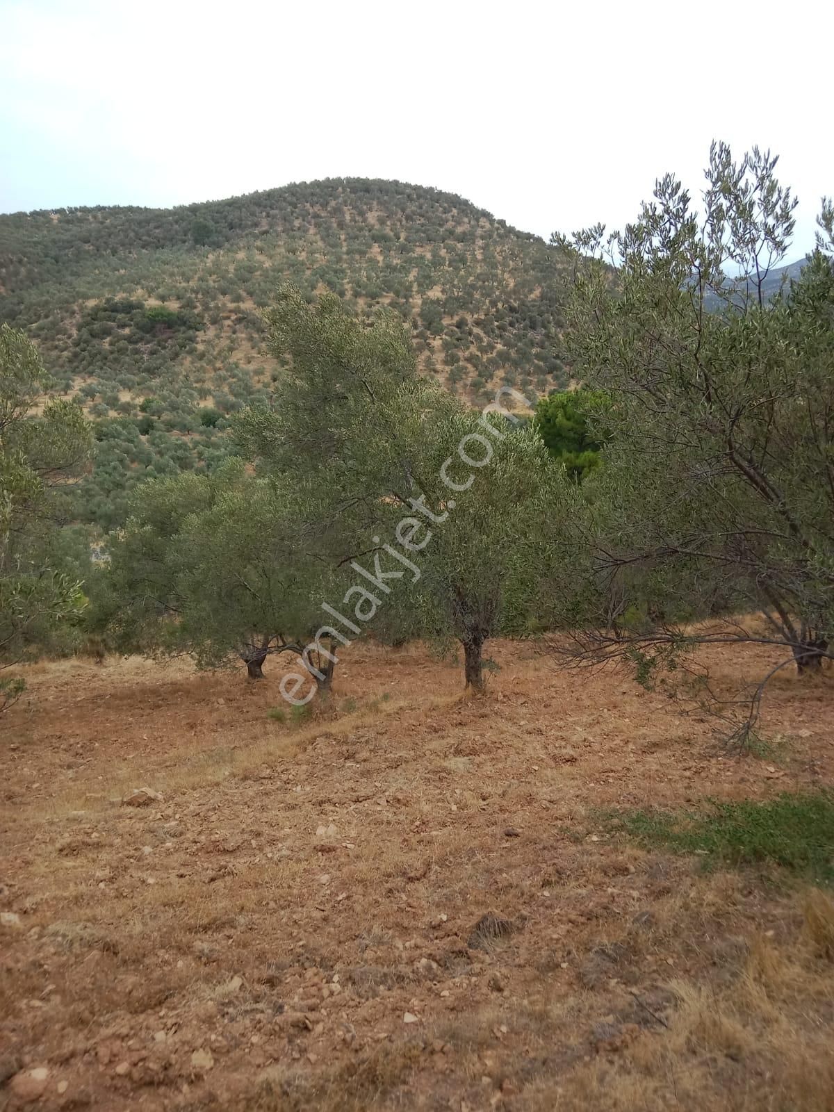 Hisar Mah Anayola Bit Parsel 50 Metre Uzaklıkta 3350 Metre Kare Satılık Zeytinlik - Görsel 8