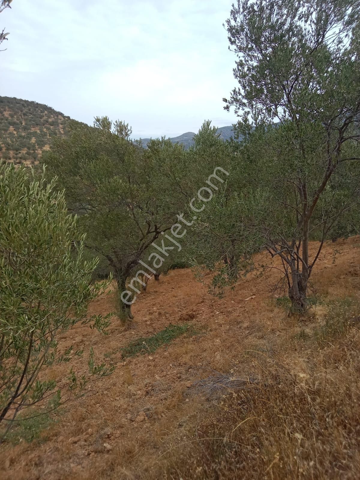 Hisar Mah Anayola Bit Parsel 50 Metre Uzaklıkta 3350 Metre Kare Satılık Zeytinlik - Görsel 10