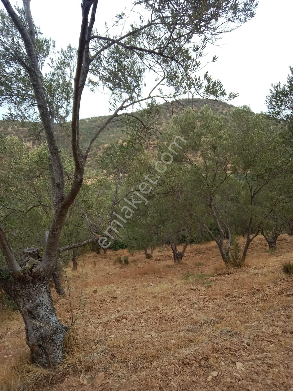 Hisar Mah Anayola Bit Parsel 50 Metre Uzaklıkta 3350 Metre Kare Satılık Zeytinlik - Görsel 9