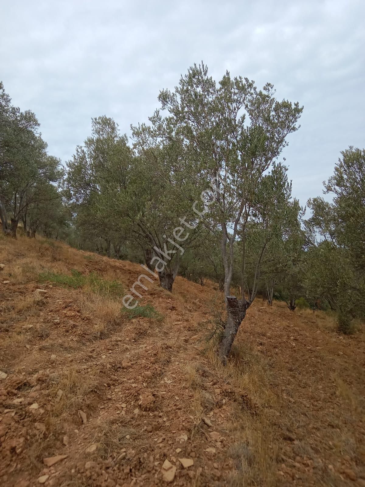 Hisar Mah Anayola Bit Parsel 50 Metre Uzaklıkta 3350 Metre Kare Satılık Zeytinlik - Görsel 5