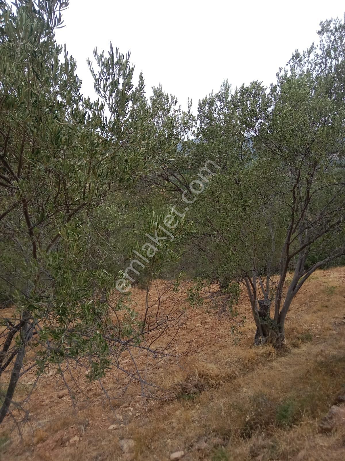 Hisar Mah Anayola Bit Parsel 50 Metre Uzaklıkta 3350 Metre Kare Satılık Zeytinlik - Görsel 6