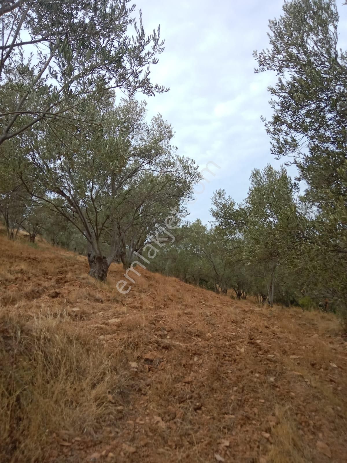 Hisar Mah Anayola Bit Parsel 50 Metre Uzaklıkta 3350 Metre Kare Satılık Zeytinlik - Görsel 3