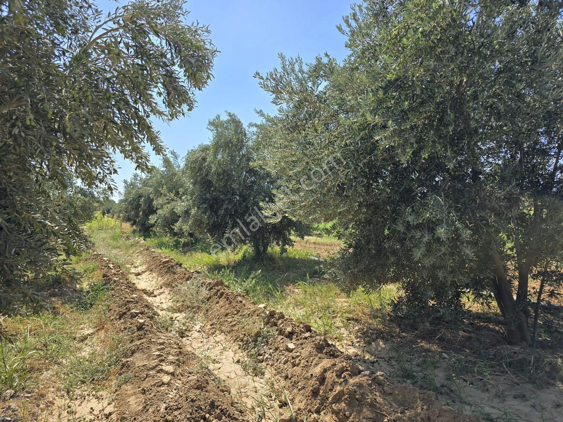 Yıldırım Mühendislikten Ören Denize Yakın Mesafede " 6500 M2 " Tarla - Görsel 12