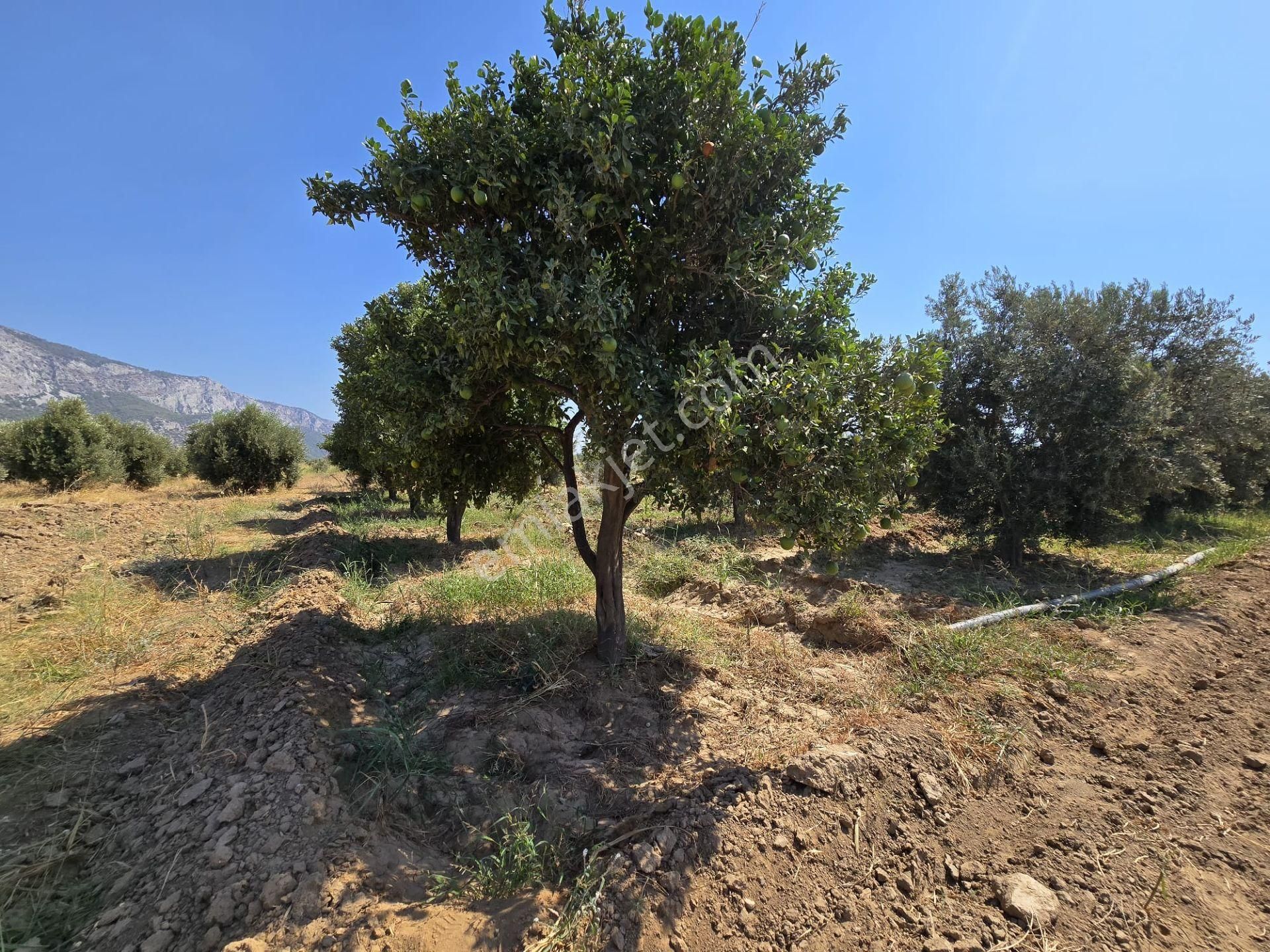 Yıldırım Mühendislikten Ören Denize Yakın Mesafede " 6500 M2 " Tarla - Görsel 9