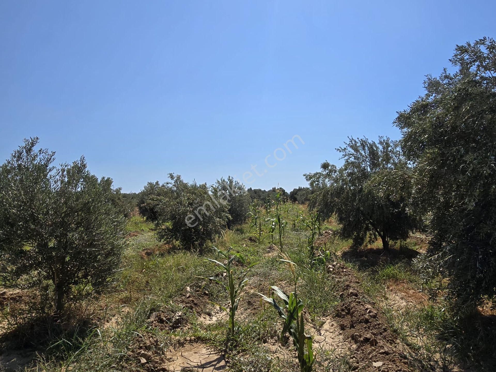 Yıldırım Mühendislikten Ören Denize Yakın Mesafede " 6500 M2 " Tarla - Görsel 11