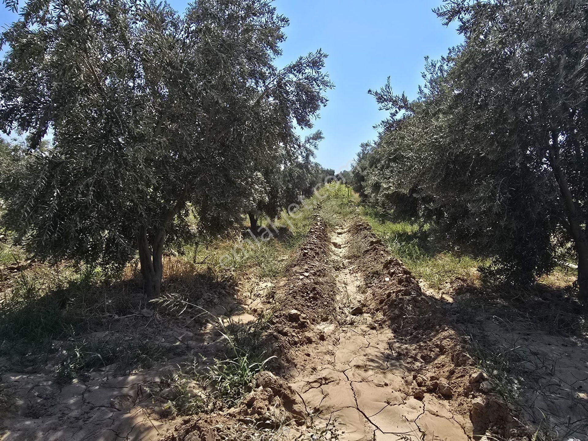 Yıldırım Mühendislikten Ören Denize Yakın Mesafede " 6500 M2 " Tarla - Görsel 10