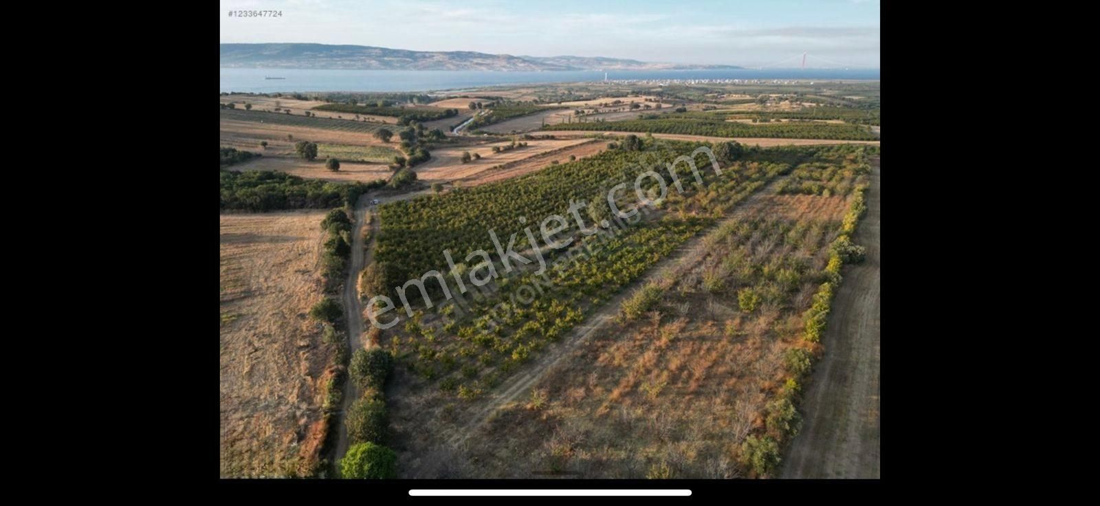 Çanakkale Labseki Kangırlı Satılık Tarla - Görsel 3
